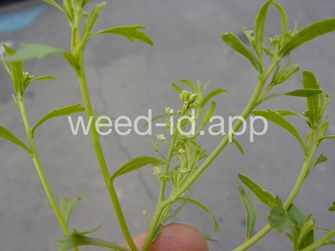 pepperweed, sand